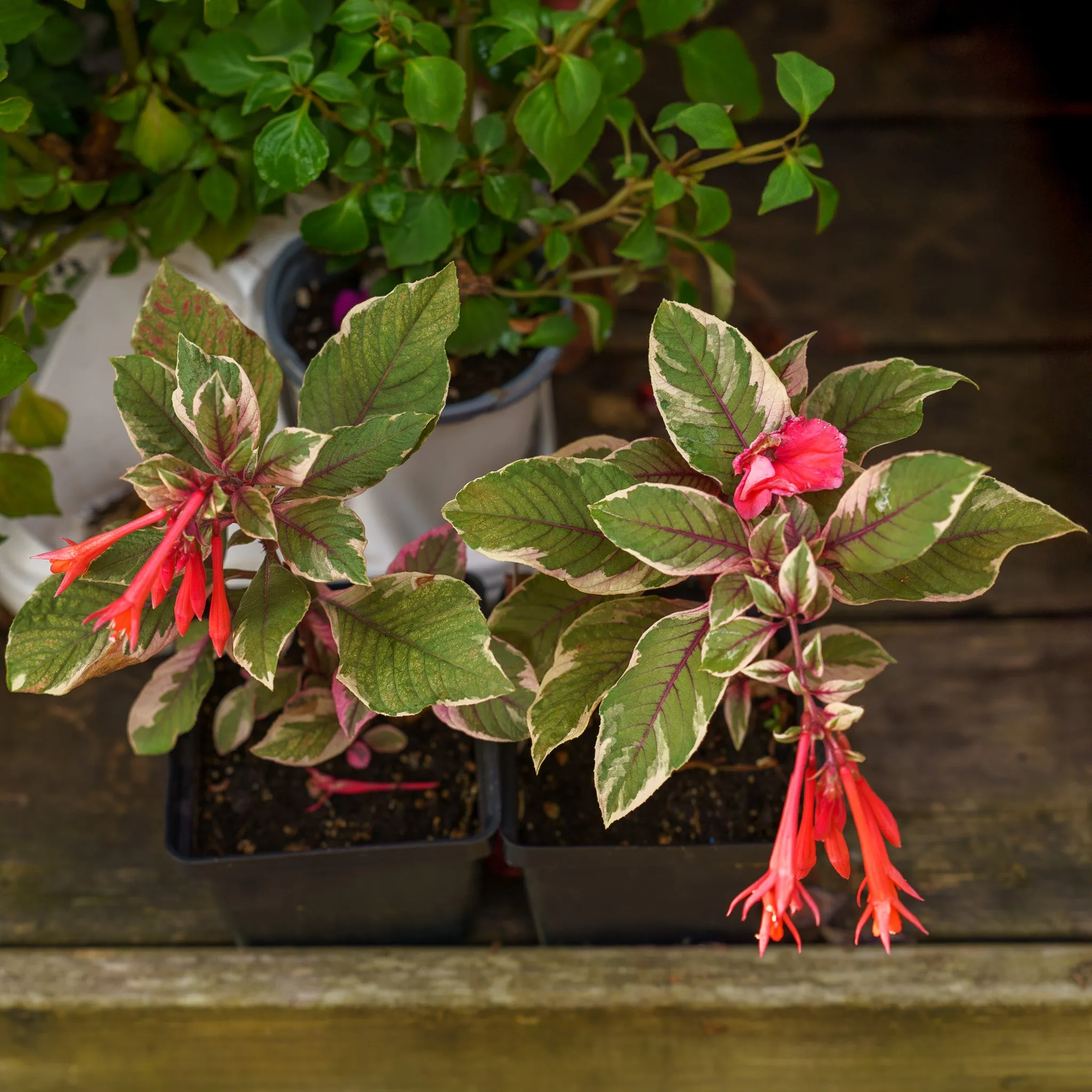 Firecracker Fuchsia