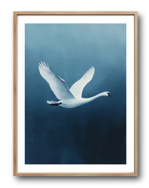 Swan in Flight Poster